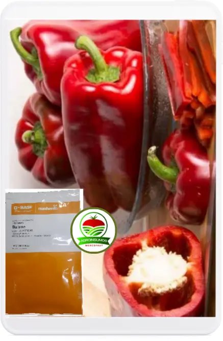 Pimiento Balzac F1 X 1000 SEM - Imagen 1