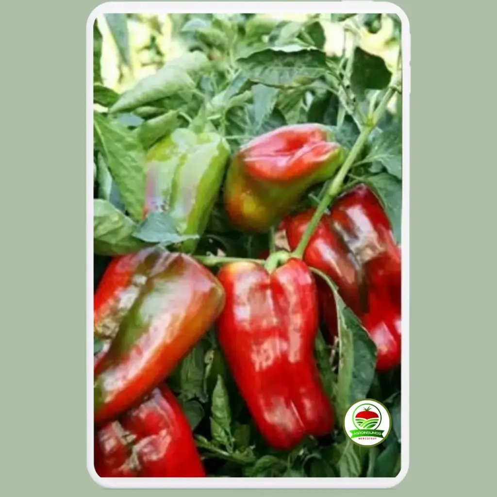 Pimiento Pompeo F1 X 1000 SEM - Imagen 1