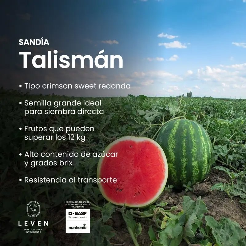 TALISMAN F1 NUNHEMS X 1000 SEM - Imagen 1