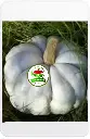 zapallo plomo.webp
