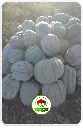 zapallo plomo campo.webp