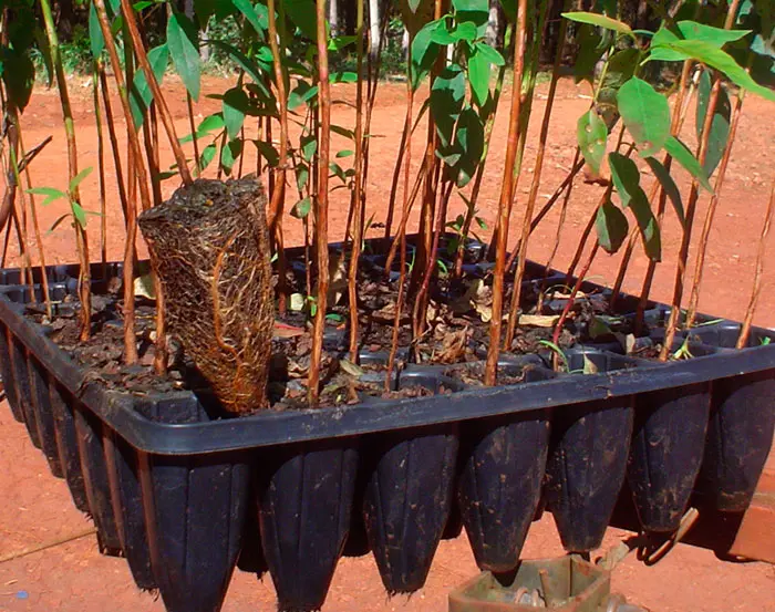 bandeja-forestal.webp