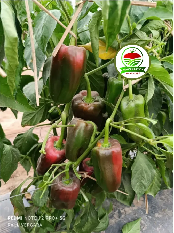 PLANTA 3.webp