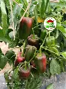 PLANTA 3.webp