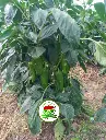 PLANTA.webp