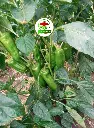 PLANTA 2 .webp