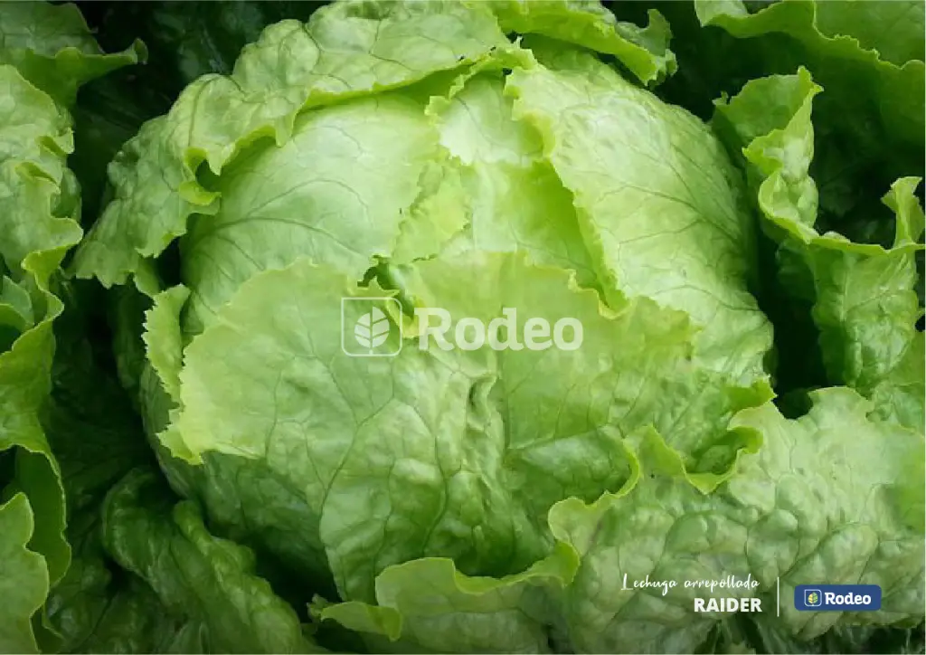 lechuga-arrepollada-raider-24.webp