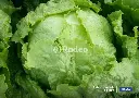 lechuga-arrepollada-raider-24.webp