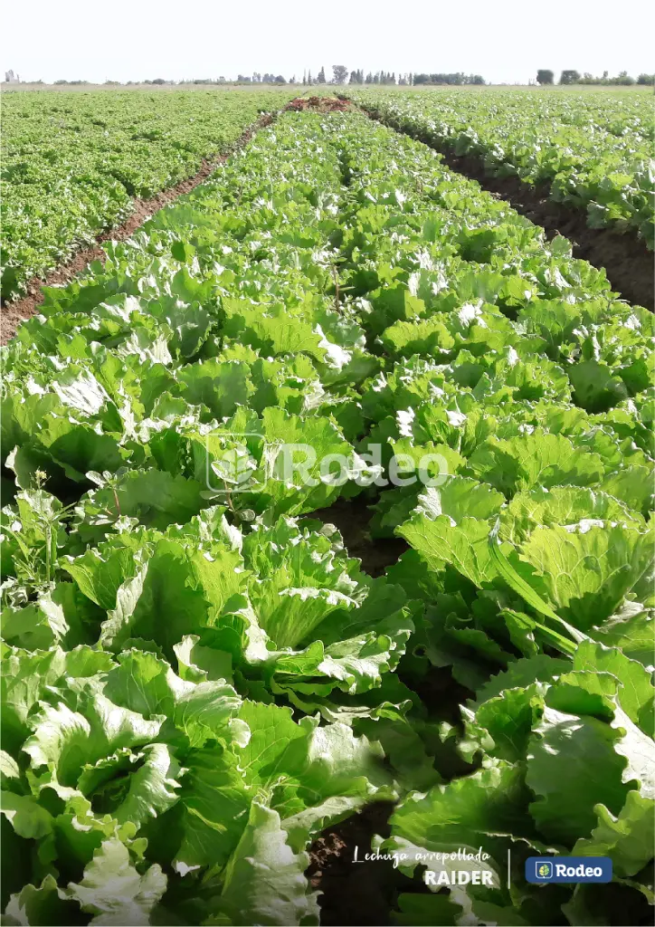 lechuga-arrepollada-raider-21.webp