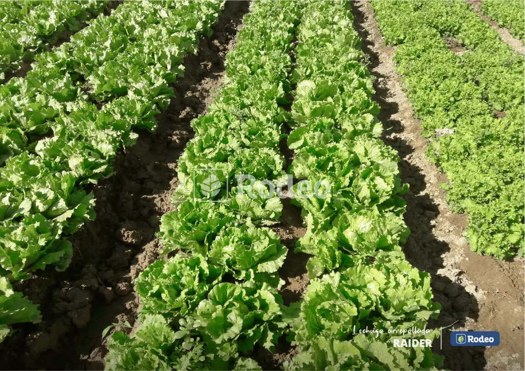 lechuga-arrepollada-raider-23.webp