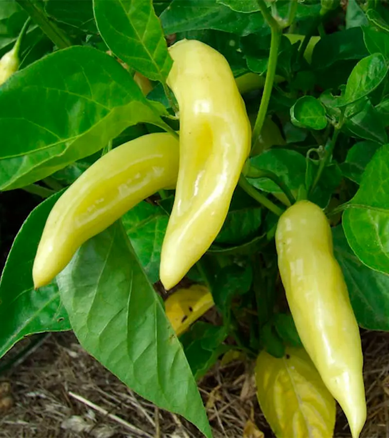aji-cristal-01.webp