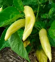 aji-cristal-01.webp