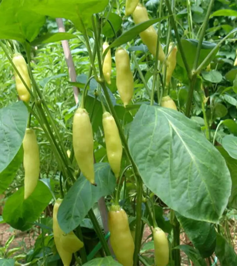 aji-cristal-2.webp