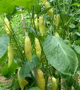 aji-cristal-2.webp