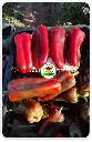 Catalogo Productos (2).webp