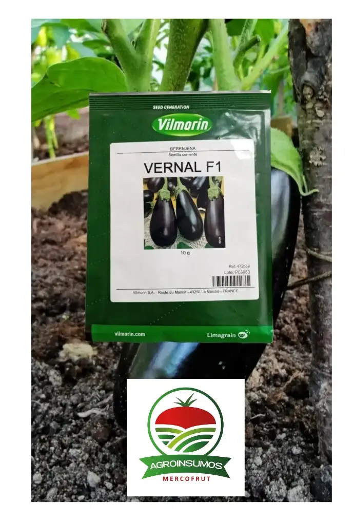 Berenjena Vernal F1