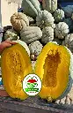 Zapallo Plomo