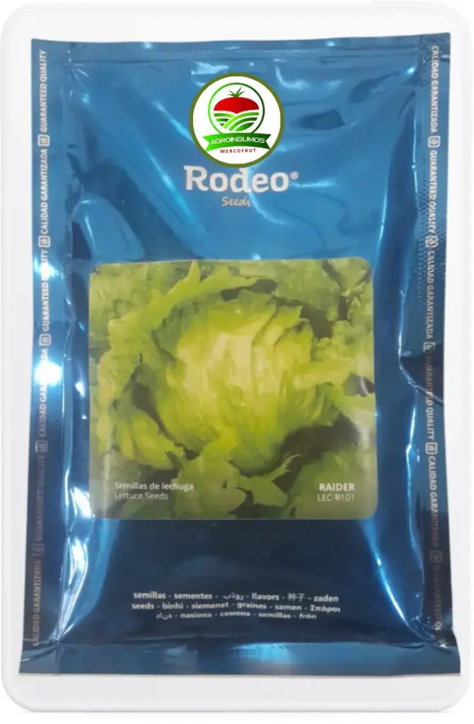 Lechuga arrepollada Raider