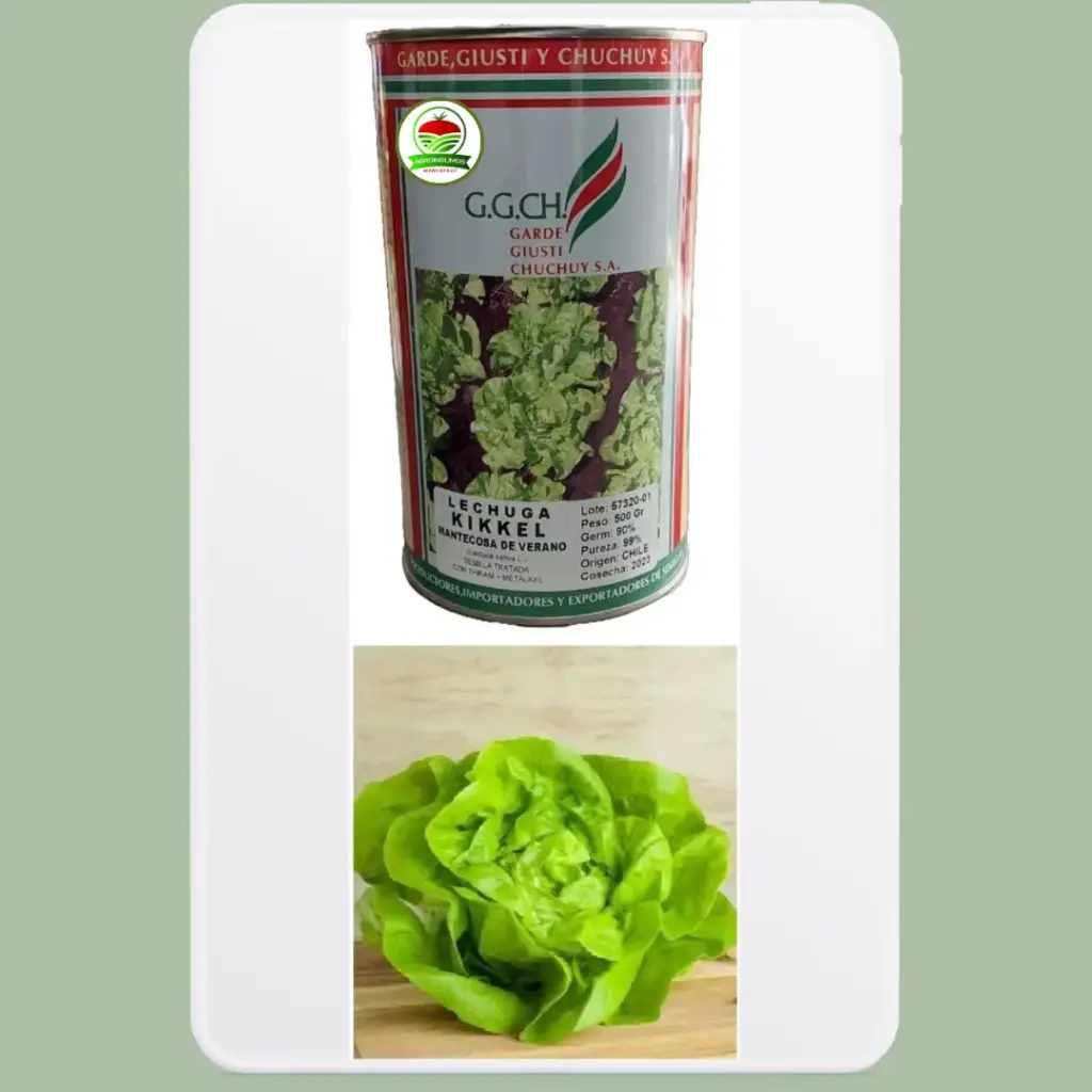 Lechuga Kikkel Mantecosa Verano