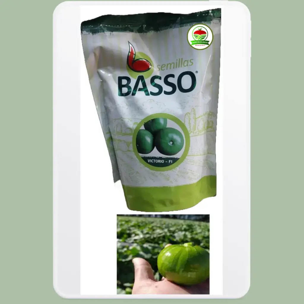 Zapallito de Tronco Híbrido Victorio F1