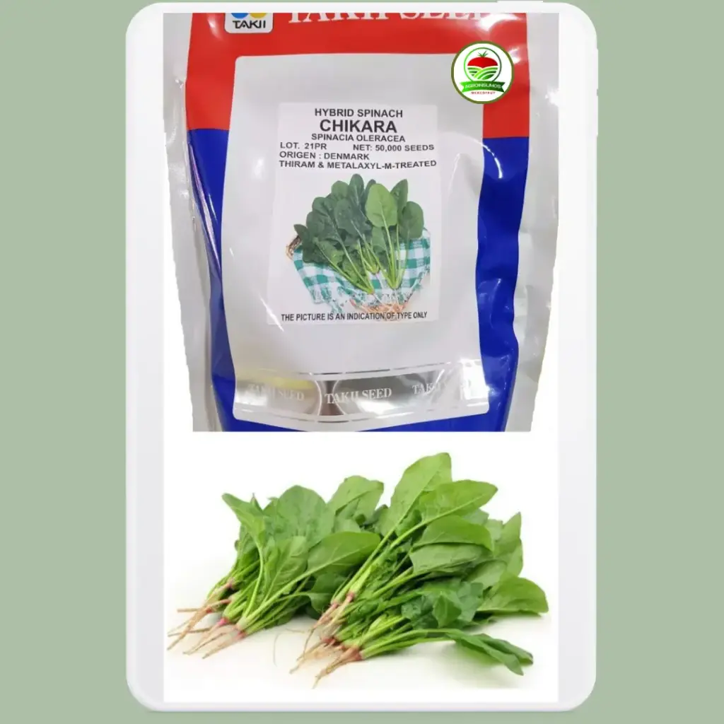 Espinaca Oleracea Chikara