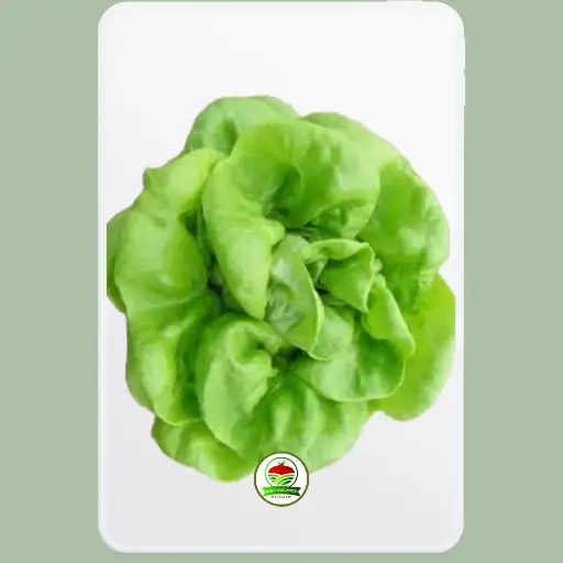 Lechuga Mantecosa Frank