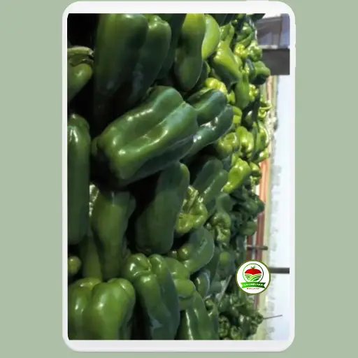 Pimiento Torpedo F1