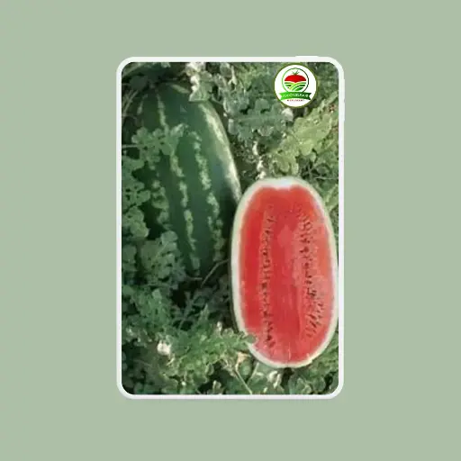 Sandía 840 x 1000 sem