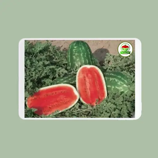 Sandía Dumara x 1000 sem