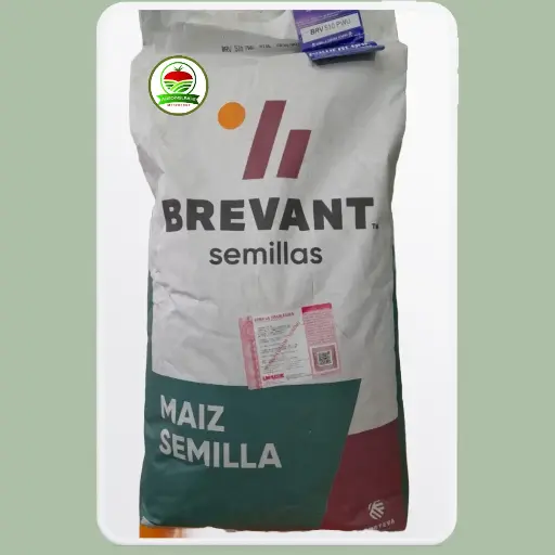 MAIZ BREVANT 510 PWUE