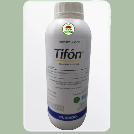 Tifón