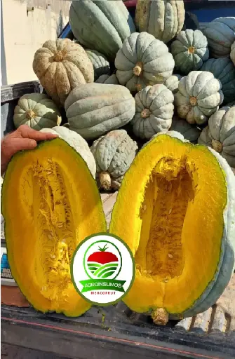 Zapallo Plomo