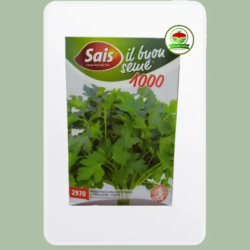 Perejil Gigante de Italia Sais
