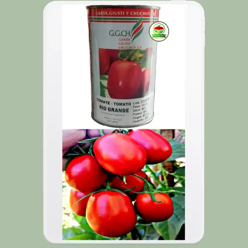 Tomate Río Grande