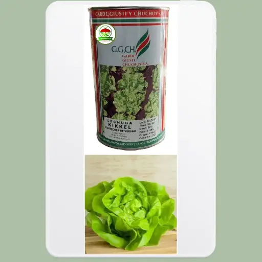 Lechuga Kikkel Mantecosa Verano